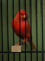 Farbkanarien Lipochrom Farbe: rot schimmel Norris Haag (25285)
