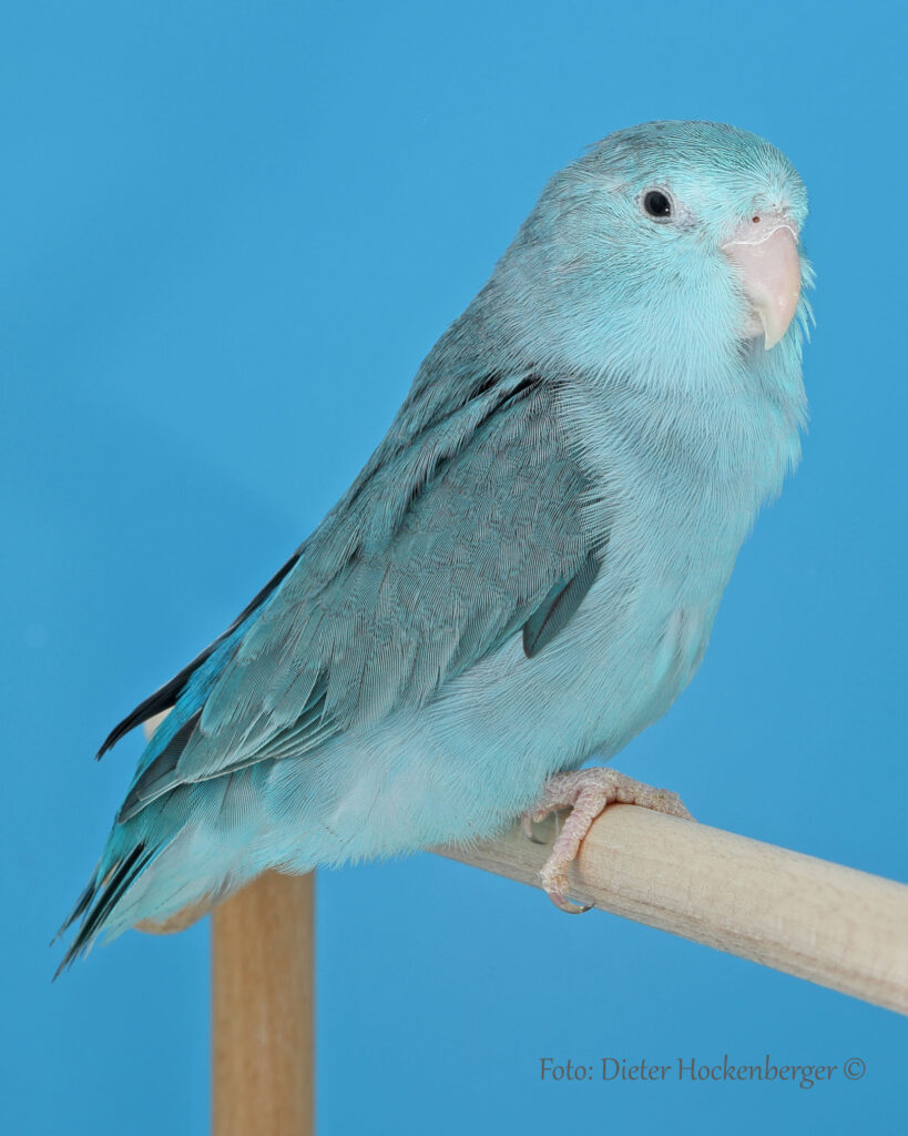 Landesjugendsieger 2025 Emilia Peter mit Blaugenick-Sperlingspapagei Mutation blau